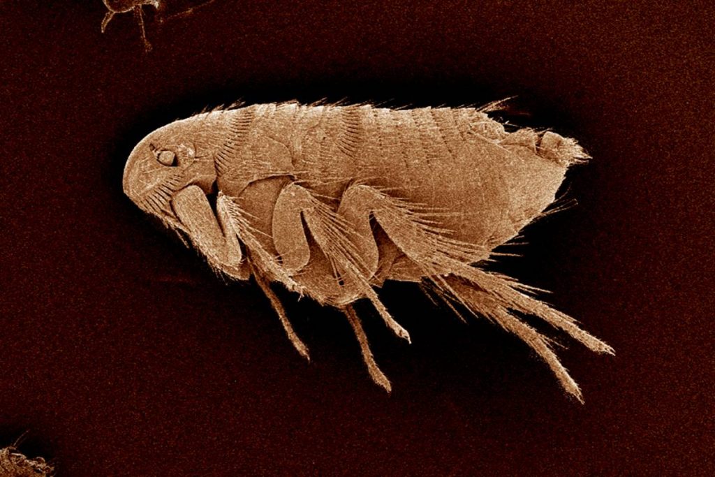 A flea, Siphonaptera SEM