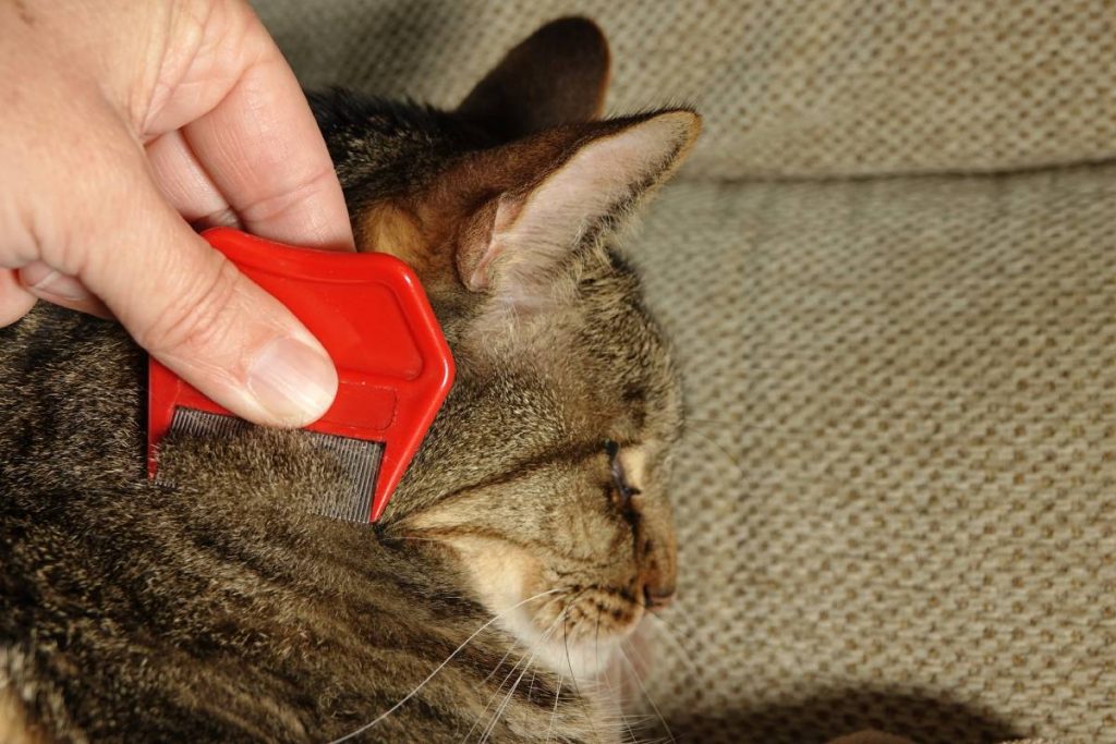 A closeup shot of a hand checking a cat for fleas with a flea comb