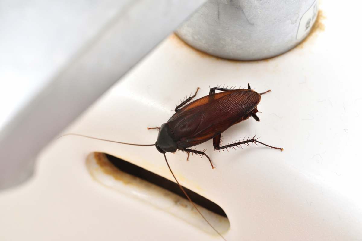 Australian Cockroach: What are they and how to get rid of them?