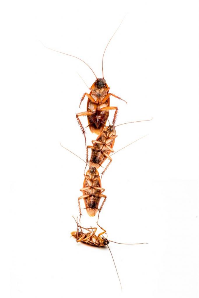 An up-close image of four cockroaches on a white surface, isolated against a plain background