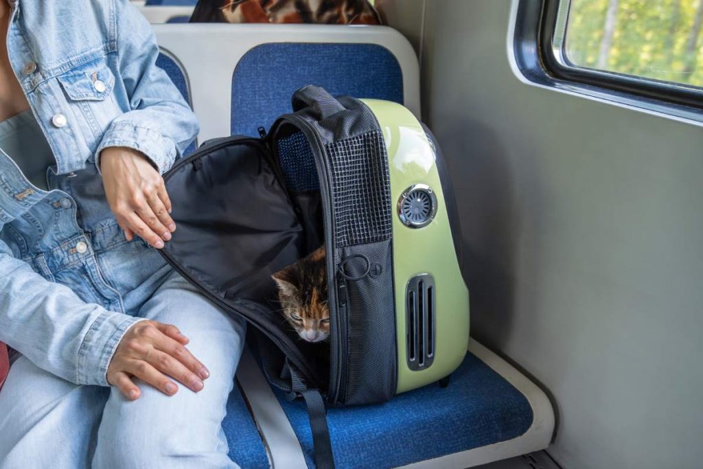 Interested cute cat travels with owner in electric train, timidly peeking out of green carrier backpack. Curious kitty pet sit on seat on public transportation near window trying to find place to hide