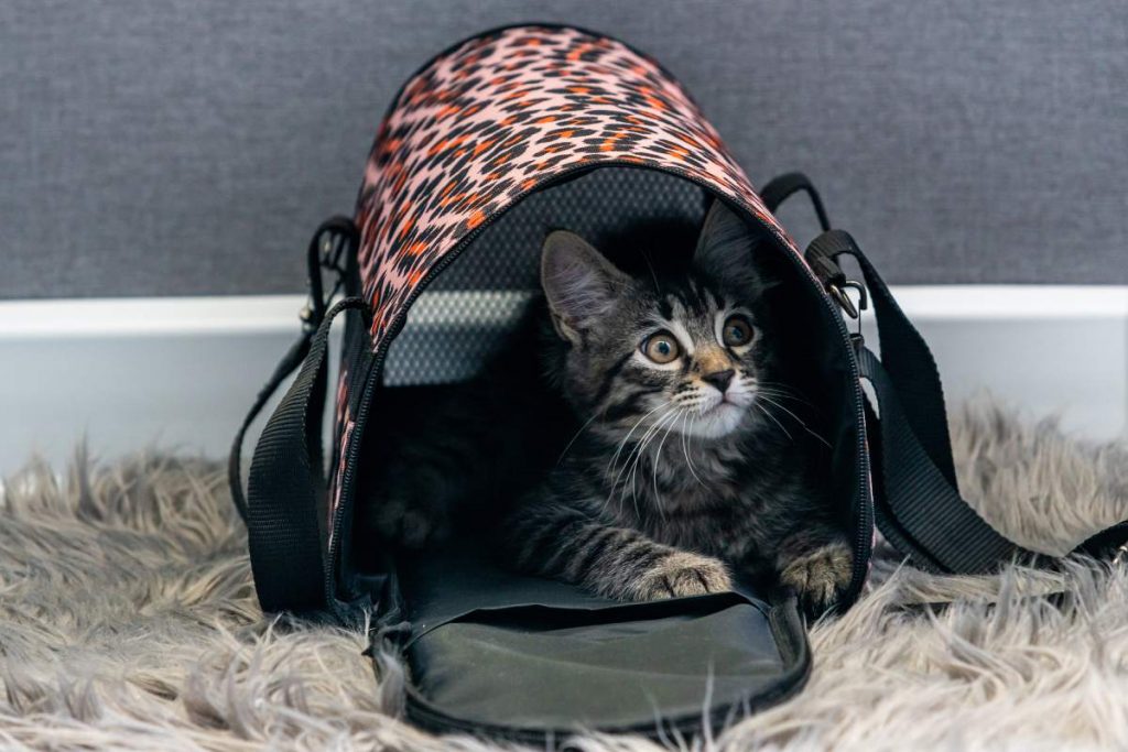 Gray cat sits in a carrier and looks maliciously at the owners